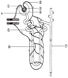 下图是肾单位结构模式图,请据图回答:(1)液体a称为