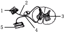 (2)若图中[1]表示感受器,请写出图中其他序号所代表的结构名称:[4]