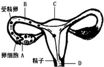 如图为女性内生殖器,并不表示排卵.受精.受精卵发育等