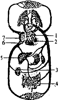 下图是人体血液循环模式图.请分析回答有关问题:(1)体