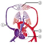 如图中能完整表示出的循环路线是()A.体循环B.肺循环C.冠状循环D.淋巴循环