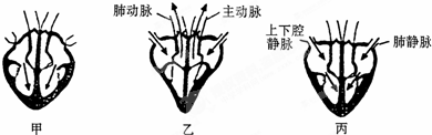 他不停地收缩和舒张,推动血液不停地流动,被运输到全身各处.图片