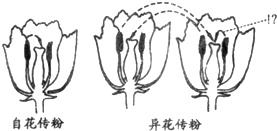 如图所示，自花传粉是指花粉落到同一朵花的柱头上;异花传粉是指花粉依靠外力落到另一朵花的柱头上.小强在学 - 上学吧找答案
