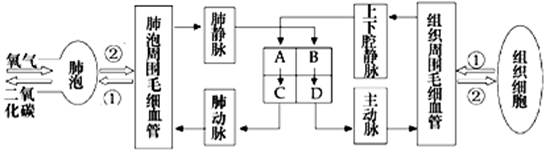 下图为人体血液循环过程模式图,请据图回答下列问题:⑴图所示四条血管图片
