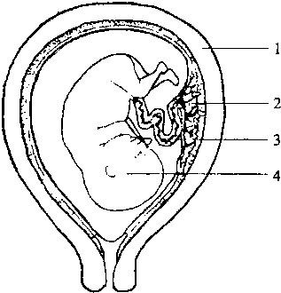 图为人体胚胎发育示意图,请分析回答:1)图中[______]