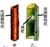 甲位于木本植物茎的部里,乙位于树皮中的部里.(4分)
