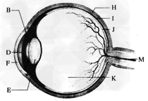如图是人眼球的结构模式图,请据图回答下列问
