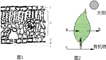 如图是绿色植物叶片的结构示意图及绿色植物的生理活动示意图，根据图示回答下列问题:(1)图1中的1、3属于植物