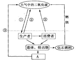 下图为生态系统物质循环的碳循环示意图,请据图回答