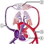 下图中能完整表示出的循环路线是A.体循环B.肺循环C.冠状循环D.淋巴循环 - 上学吧找答案