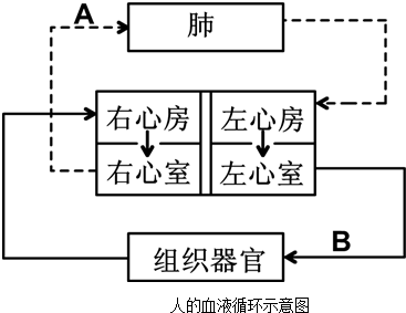 如图为人体的血液循环示意图:(1)血液从a处流入肺后图片