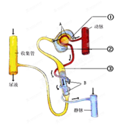 观察下图肾单位结构示意图,回答问题。(1)肾单位的结构包括图中的()A.①② B.①③ C.②③ D.①②③(2)图中标号为③末端