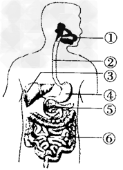 下图示消化系统的组成,据图回答:(1)人体消化系