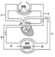 如图是人体血液循环与气体交换关系示意图,据图回答