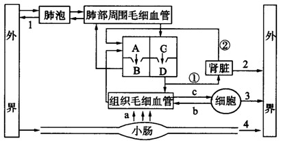 部分生理活动示意图,请据图回答:(1)若b,c表示组织内的气体交换过程