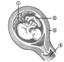 图2是胎儿、脐带和胎盘的示意图。据图分析并