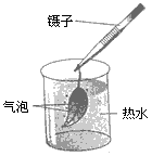 绿叶在光下制造有机物 c.叶片呼吸作用