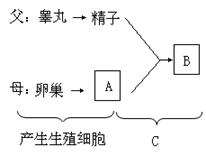 下图表示人的生殖过程,请据图回答。(1)A是,它的染色体数目是体细胞的。(2)B是,精子和A结合的部位是。(3)已知人 - 上学吧找答案