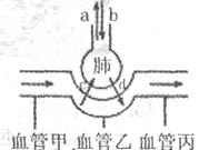 下图为肺泡内的气体交换示意图.下列相关叙述不正确的