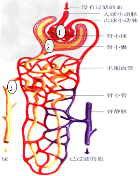 看肾单位示意图，填出下表 (1)(2)用箭头表示血液在肾小球处的过滤方向。