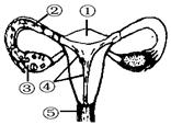 图中表示女性生殖系统的一部分.请回答下列问题:(1)图