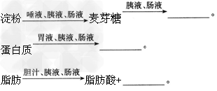 淀粉,蛋白质和脂肪消化步骤以及有关消化液种类可总结为