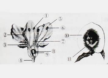 请据图回答问题(1)雄蕊由(填序号)组成,雌蕊由(填序号