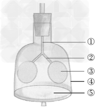 请你按照下图所示自制一模拟人体呼吸运动的模型,并回答下列问题:(1)写出模型中各结构所代表的人体呼吸系统 - 上学吧找答案