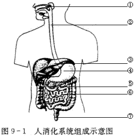 观察下图，在图中注出口腔、胃小肠的位置，并回答下列问题.(1)糖在人体消化道的_______部位被逐步消化，参与这 - 上学吧找答案