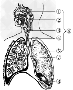 根据人体呼吸系统结构图回答下列问题:(1)人体