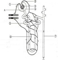(每空1分，共6分)右图是肾单位结构模式图，请据图回答:(1)液体A 称为__________，形成该液体的过程称为肾的