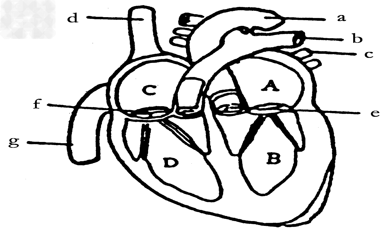 下图是人体心脏结构示意图,据图回答下列问题