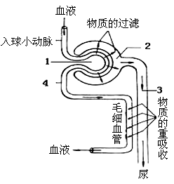 下图是尿液形成过程的示意图,请据图回答(7分):(1)分别写出序号代表的