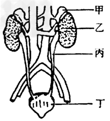 下图为人体的泌尿系统示意图。下列有关叙述中，正确的是[ ]A.尿素在甲处形成的B.乙是人体内唯一有排泄功能的