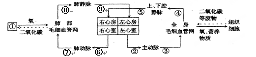 请根据血液循环示意图回答:(1)血液循环流动是在由心脏和血管组成的图片