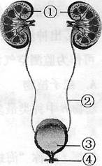 下图是泌尿系统的结构简图，请据图回答:(9分)(1)泌尿系统中，形成尿液的器官是，尿液形成后，经过两条[]输尿管 - 上学吧找答案