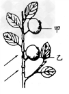 下图是果树上的一段枝条,枝条上有甲,乙两个大小相同的幼果,在长有乙