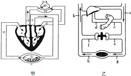 甲图为人体血液循环示意图.图片