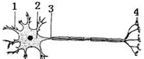 右图是神经元的结构模式图,细胞体的结构标号是a.1b.