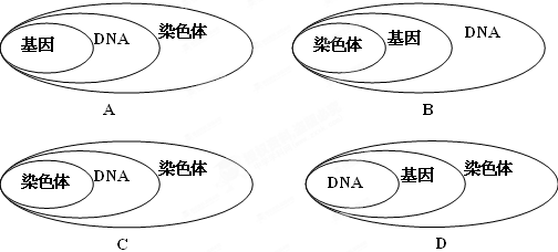 在下列基因与性状相互关系的概念图中，书写正确的是()。A.某个基因→(控制)性状→(指导合成)蛋白质B.某个基因→(