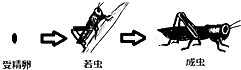 如图是哪种昆虫不完全变态发育的过程?(  ) a.蝗虫 b.苍蝇 c.蜜蜂 d.