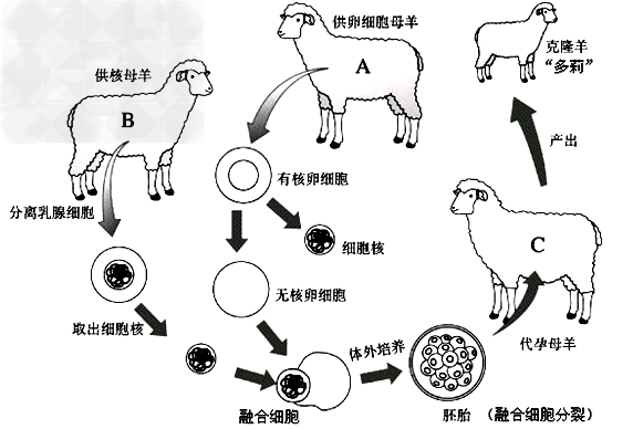 (1)在克隆羊,a羊所起的作用是________.b羊所起的作用是______. c羊