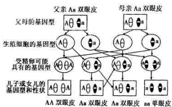 下图是一对均为双眼皮的父母的眼睑遗传图解简图.请在