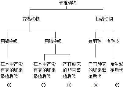 有无脊椎动物思维导图 万图壁纸网