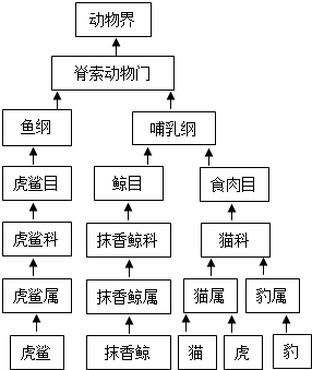 观察右侧的动物分类系统图解,回答下列问题.