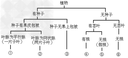 在学习了植物的分类后,生物兴趣小组的同学根