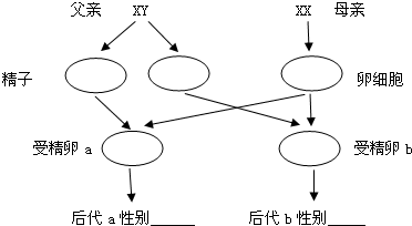 图示,解释人的性别:(1)尝试完成下列图解(2)正常人体细胞中的染色体分