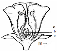 图一中A过程表示_;能与精子发生受精作用形成