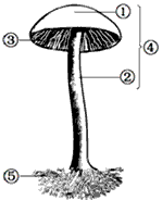 下图是成熟蘑菇形态示意图,请据图回答:(1)填写图中标