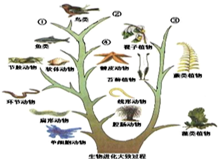 下图示生物进化的大致过程.请据图回答:(1)鸟类和[①]______,[②]